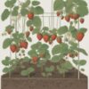 How to Grow Strawberries in Small Spaces