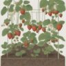 How to Grow Strawberries in Small Spaces